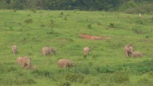 Elefanten auf der Kui Buri Safari in natürlicher Umgebung, ein Spaß für die gesamte Familie beim Urlaub mit Kindern in Thailand