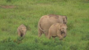 3 Elefanten im Kui Buri Elefanten Park 280 km vor Bangkok