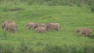 Kui Buri Elefanten beim grasen im Kui Buri National Park