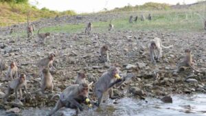 Affen im Kaeng Krachan Park die Sie auf der Safari durch den Park sehen werden