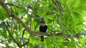 Die Kaeng Krachan Safari ist ein Paradies für Vogelkundler