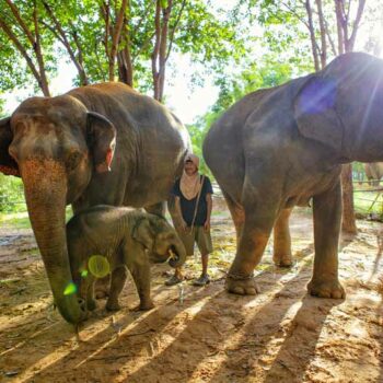 Ein Mahout bei einer Elefantenfamilie im Elefantendorf von Surin