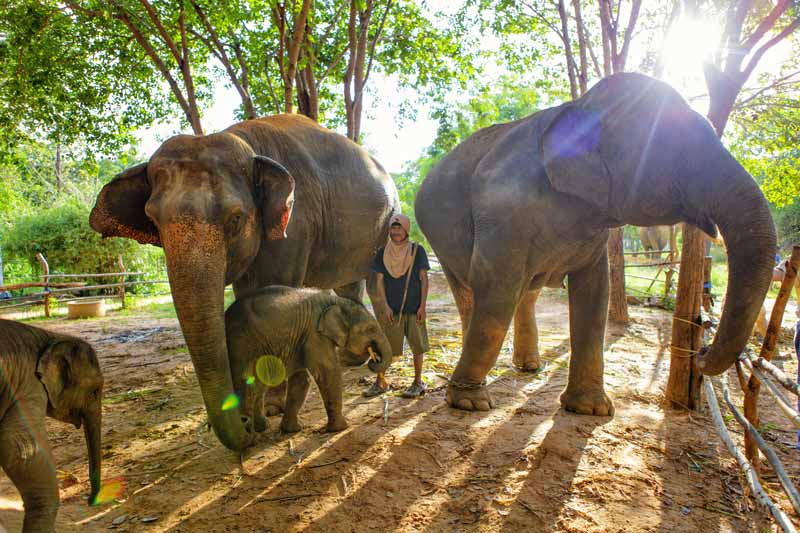 Ein Mahout bei einer Elefantenfamilie im Elefantendorf von Surin