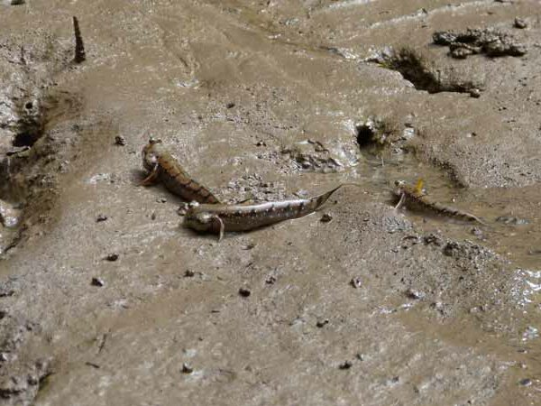 Schlammspringer Fische beim Mangrovenwald bei Krabi