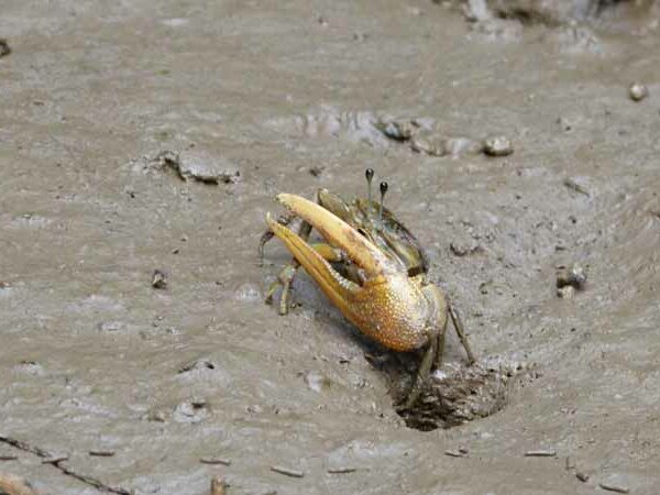 Krebs im Schlick vom Mangrovenwald bei Krabi