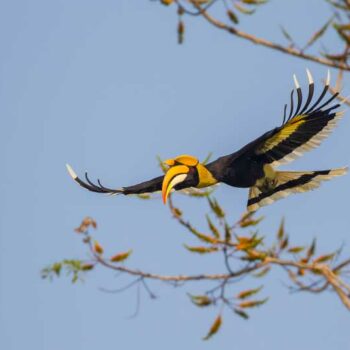 Der Hornbill kommt sehr häufig auf Koh Phayam vor