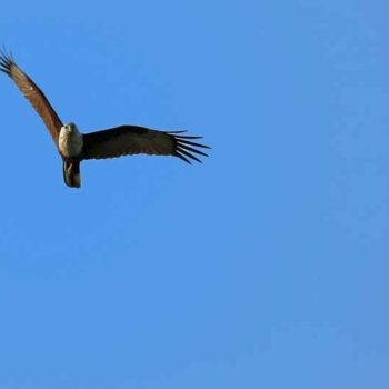 Es gibt auch viele Seeadler die über Koh Phayam Ihre Bahnen ziehen