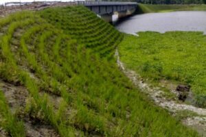 Beispiel zur Nutzung des Vetiver Gras