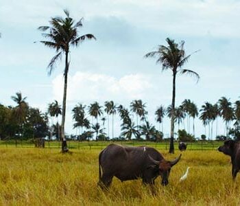 koh sukorn, inselhopping andamanensee