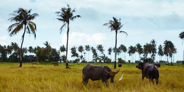 koh sukorn, inselhopping andamanensee