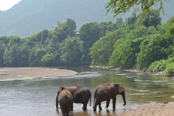 Elephants World Kanchanaburi, River Kwai, Thailand