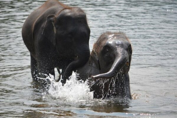 Elephants World Kanchanaburi