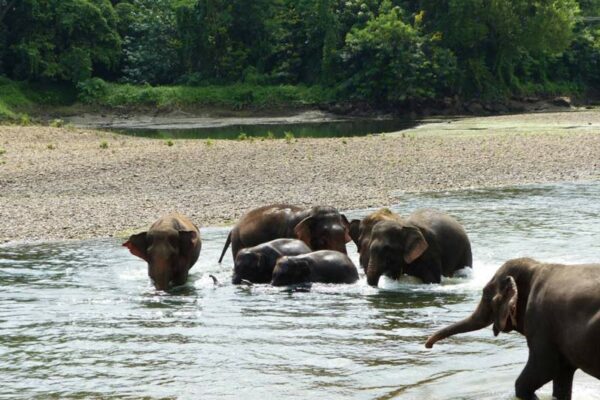 Elephants World Kanchanaburi