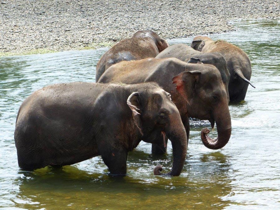 Elephant’s World – Die Augen eines Elefanten sprechen die schönste Sprache