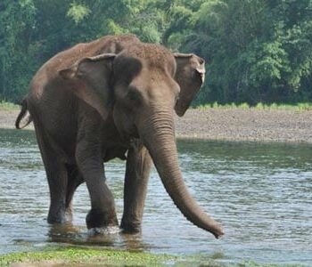 Elephants World Kanchanaburi