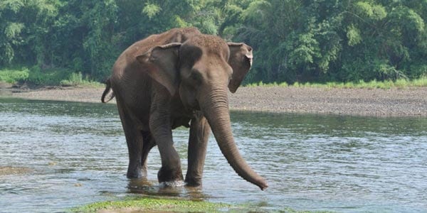 Elephants World Kanchanaburi