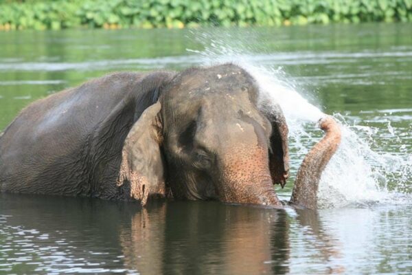 Elephants World Kanchanaburi, River Kwai, Thailand