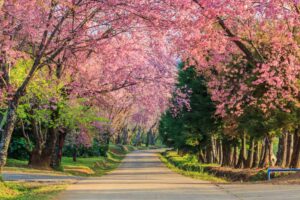 Chiang Rai Rundreise Nordthailand Kirchblüte