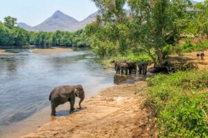 Elephants World Kanchanaburi Rundreise