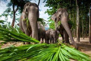 thailand anfänger preiswert, Elefantensafari Chiang Mai,