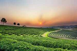 Sonnenuntergang über einer Teeplantage in Chiang Rai