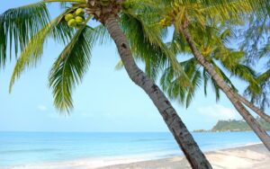 Palmen am Strand von Koh Chang, Familienurlaub Thailand