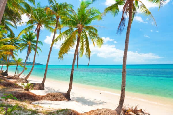 tropischer Strand mit Kokosnusspalmen auf der Insel Koh Samui.