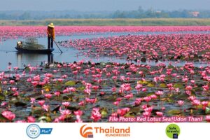 Der Lotus See bei Thale Noi wie er im rosa erstrahlt