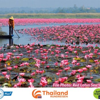 Der Lotus See bei Thale Noi wie er im rosa erstrahlt