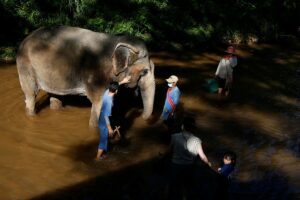 Elefanten im Wasser bei der täglichen Pflege ihrer Betreuer