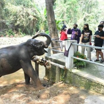 Ein Elefant des Maeso Elephant Camp in Chiang Mai, Thailand