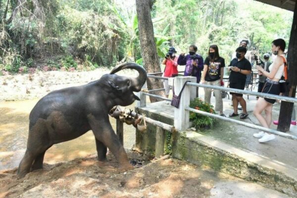 Ein Elefant des Maeso Elephant Camp in Chiang Mai, Thailand