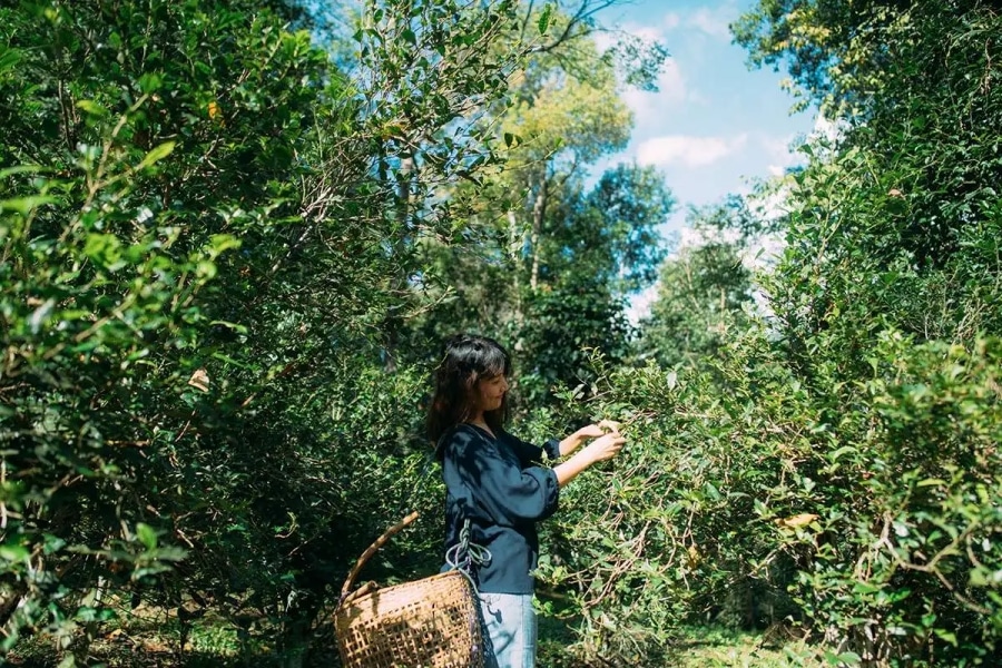 Gemeinde Ban Pa Miang, Lampang