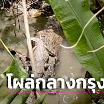 Ein Krokodil sorgt für Verwunderung unter Thais und Touristen.