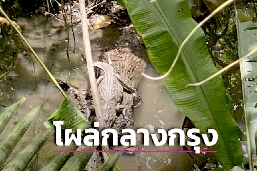 Ein Krokodil sorgt für Verwunderung unter Thais und Touristen.