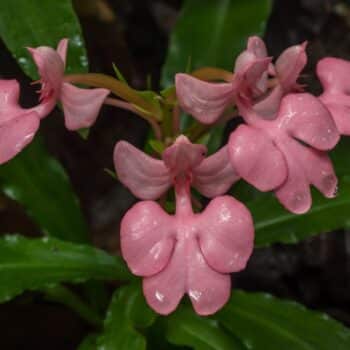 Die seltene Orchidee Habenaria Janellehayneiana blueht in Thailand