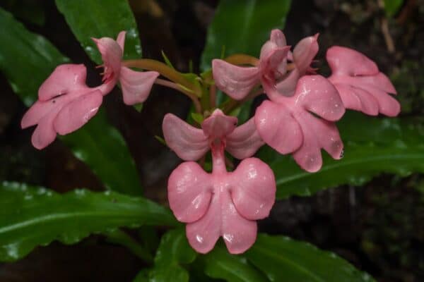 Die seltene Orchidee Habenaria Janellehayneiana blueht in Thailand