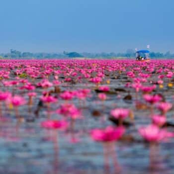 In Bueng Boraphet, einem See und Sumpfgebiet in der Provinz Nakhon Sawan, blühen derzeit Lotusblumen auf einer Fläche von über 100 rai.