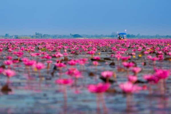 In Bueng Boraphet, einem See und Sumpfgebiet in der Provinz Nakhon Sawan, blühen derzeit Lotusblumen auf einer Fläche von über 100 rai.