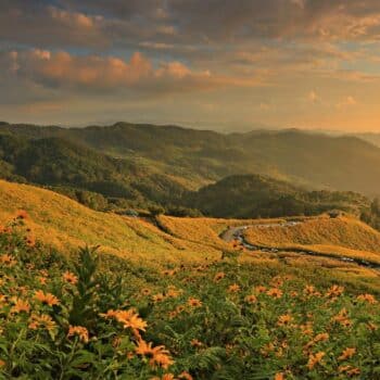 Ein Dok Bua Tong Blumenfeld in Mae Hong Son, Thailand.