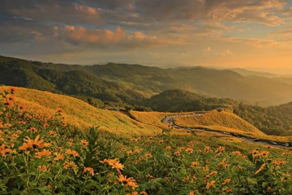 Ein Dok Bua Tong Blumenfeld in Mae Hong Son, Thailand.