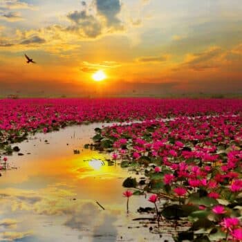 Rosa Lilien im Nordosten Thailands.