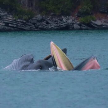 Nach Angaben von Lertsak Ponklin, dem Vorsitzenden der Phang Nga Tourism Business Association, wurden die beiden riesigen Meeressäuger beim Herumtollen im Similan Islands National Park gesichtet.