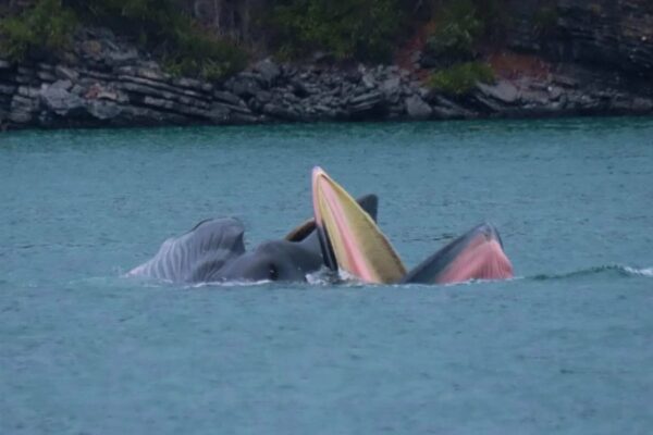 Nach Angaben von Lertsak Ponklin, dem Vorsitzenden der Phang Nga Tourism Business Association, wurden die beiden riesigen Meeressäuger beim Herumtollen im Similan Islands National Park gesichtet.