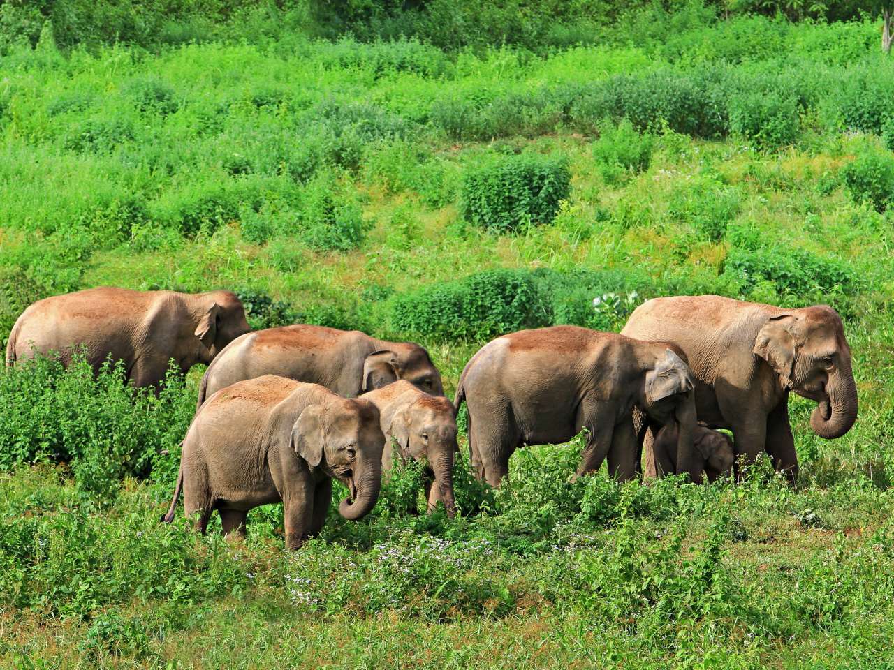 Wilde Elefanten mit Jungtieren im Kuiburi Nationalpark