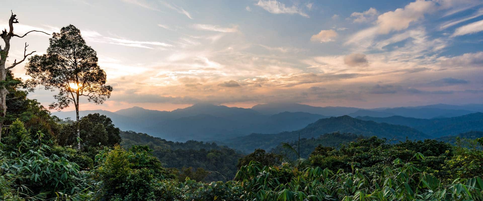 Panoramablick über den Regenwald des Kaeng Krachan Nationalparks in Thailand