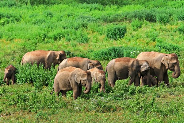 Herde asiatischer Elefanten mit Jungtieren in saftig grüner Landschaft in Thailand